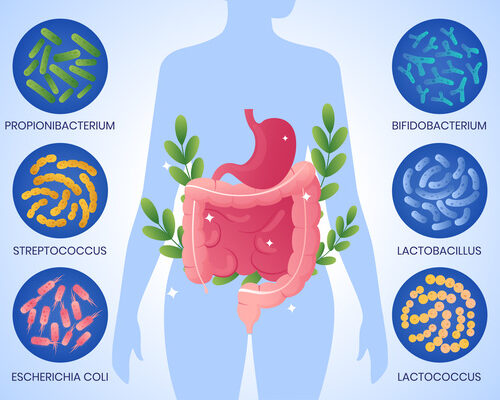 Το μικροβίωμα του εντέρου
